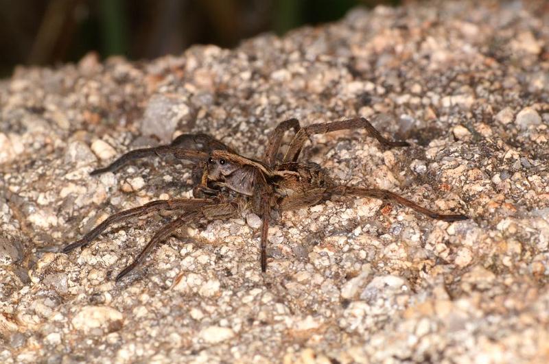 Lycosa_godeffroyi_D7079_Z_89_Wangaratta caravan park_Australie.jpg